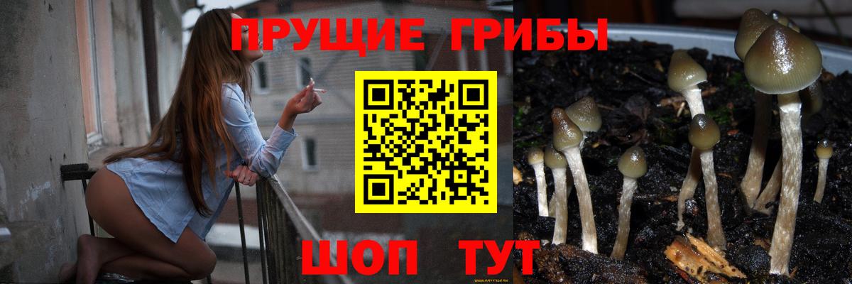 Галлюциногенные грибы Psilocybine cubensis  Вход с VPN  Ессентуки  Псилоцибиновые грибы мицелий 